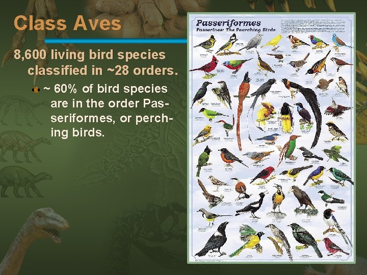 Class Aves 8, 600 living bird species classified in ~28 orders. ~ 60% of