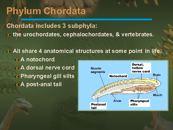 Phylum Chordata includes 3 subphyla: the urochordates, cephalochordates, & vertebrates. All share 4 anatomical