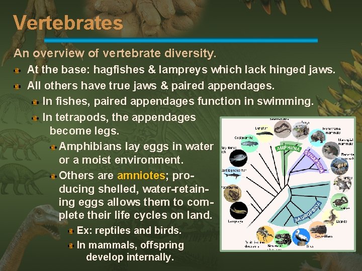 Vertebrates An overview of vertebrate diversity. At the base: hagfishes & lampreys which lack