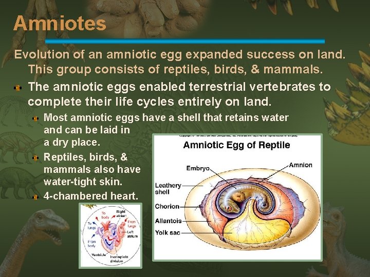 Amniotes Evolution of an amniotic egg expanded success on land. This group consists of