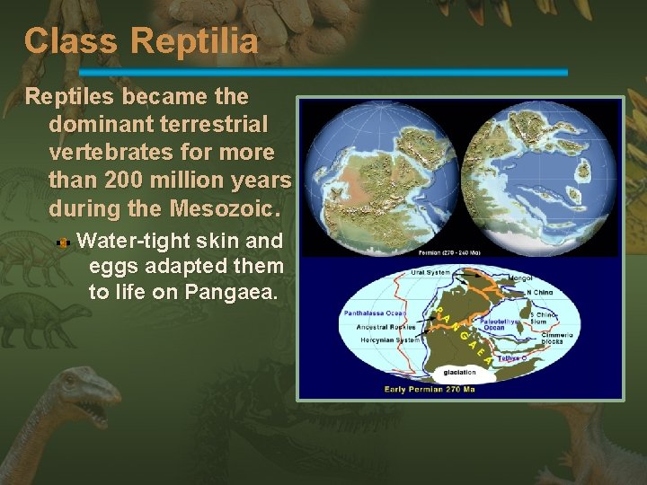 Class Reptilia Reptiles became the dominant terrestrial vertebrates for more than 200 million years
