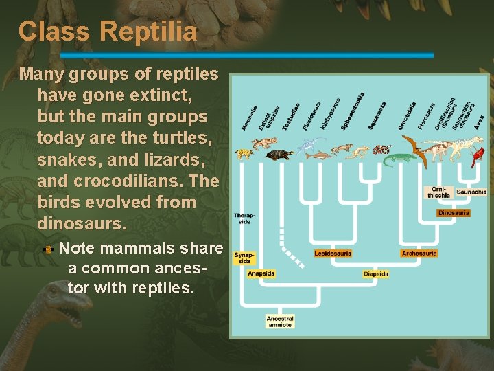 Class Reptilia Many groups of reptiles have gone extinct, but the main groups today