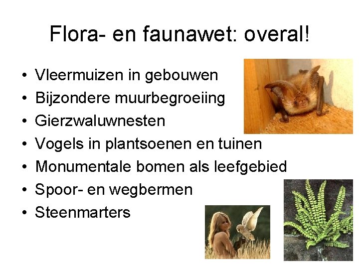 Flora- en faunawet: overal! • • Vleermuizen in gebouwen Bijzondere muurbegroeiing Gierzwaluwnesten Vogels in