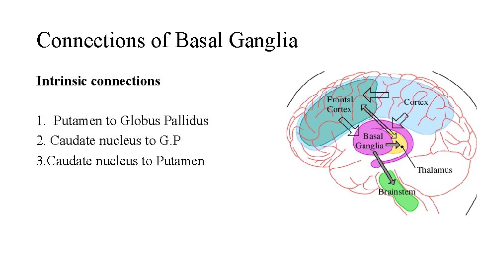 Connections of Basal Ganglia Intrinsic connections 1. Putamen to Globus Pallidus 2. Caudate nucleus