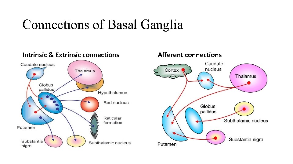 Connections of Basal Ganglia Intrinsic & Extrinsic connections Afferent connections 