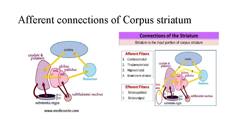 Afferent connections of Corpus striatum 