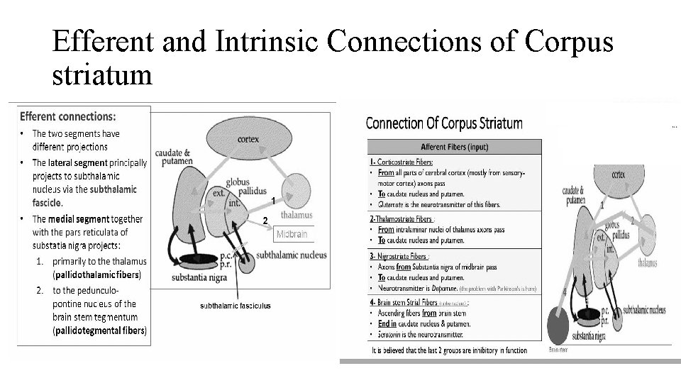 Efferent and Intrinsic Connections of Corpus striatum 