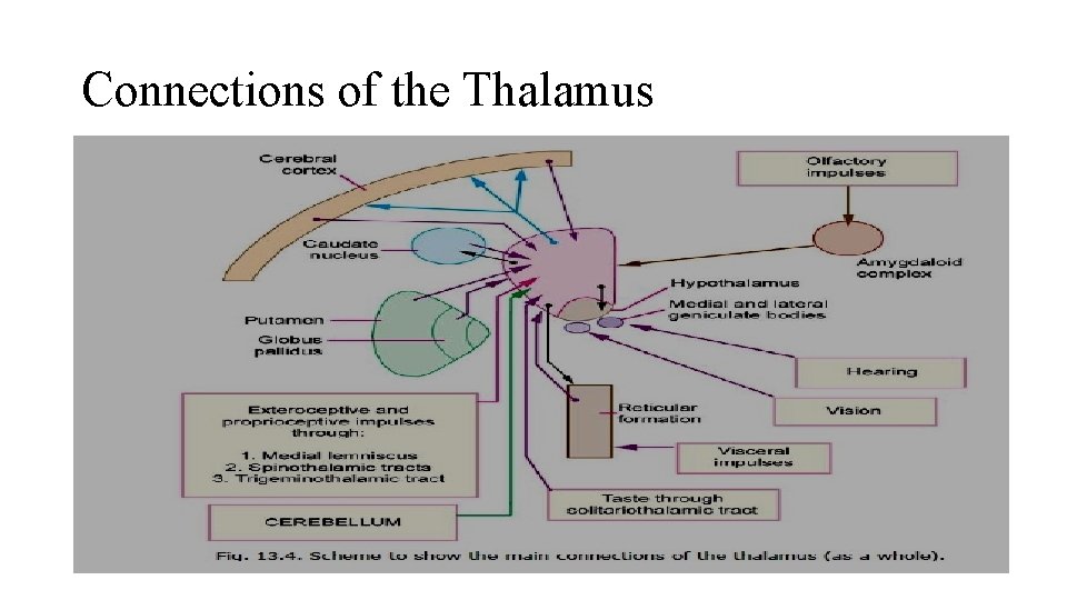 Connections of the Thalamus 