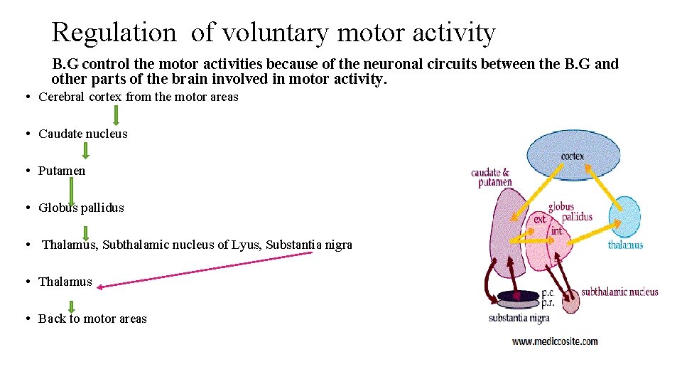 Regulation of voluntary motor activity B. G control the motor activities because of the