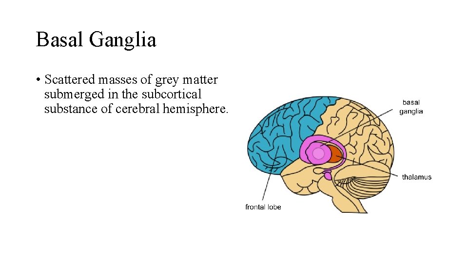 Basal Ganglia • Scattered masses of grey matter submerged in the subcortical substance of