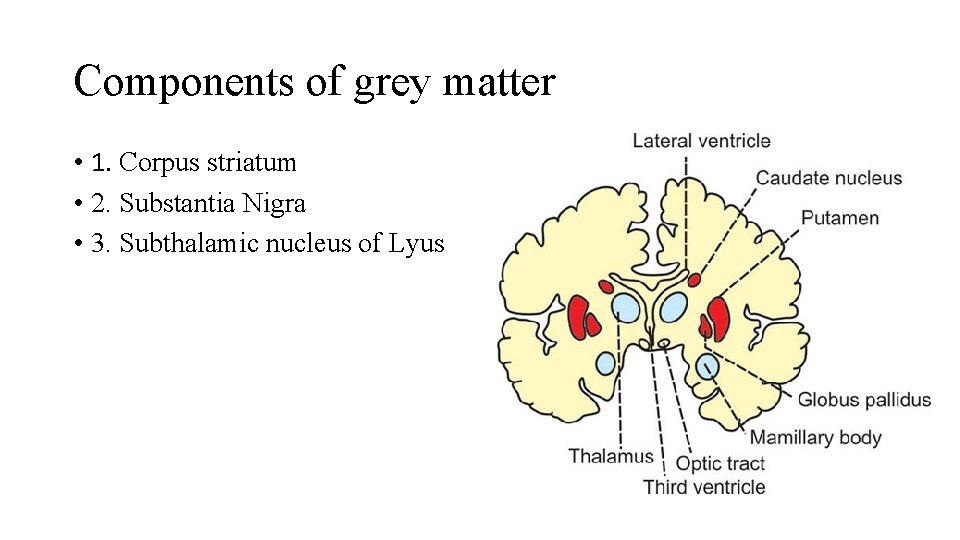 Components of grey matter • 1. Corpus striatum • 2. Substantia Nigra • 3.