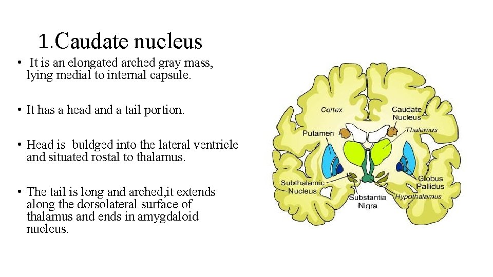 1. Caudate nucleus • It is an elongated arched gray mass, lying medial to