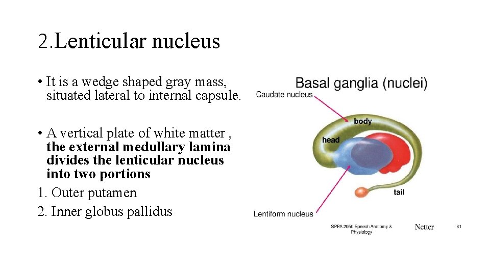 2. Lenticular nucleus • It is a wedge shaped gray mass, situated lateral to