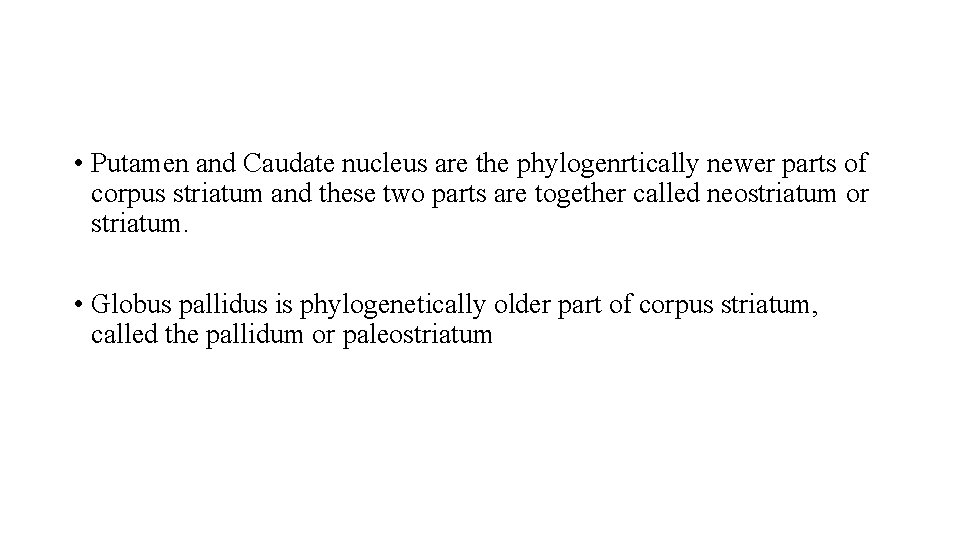  • Putamen and Caudate nucleus are the phylogenrtically newer parts of corpus striatum