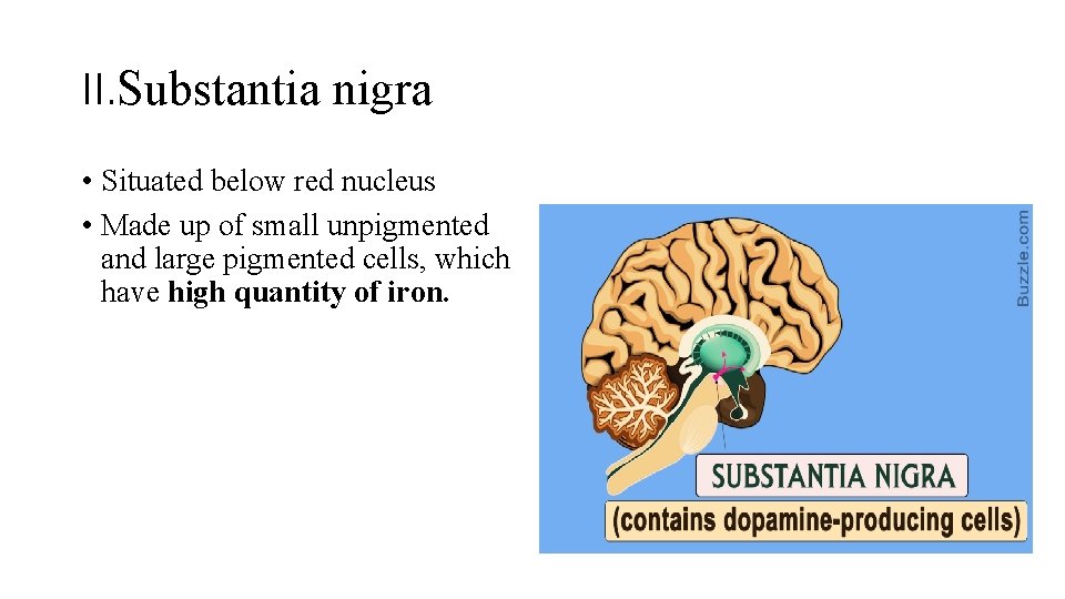 II. Substantia nigra • Situated below red nucleus • Made up of small unpigmented