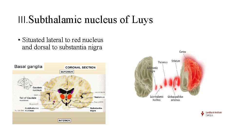 III. Subthalamic nucleus of Luys • Situated lateral to red nucleus and dorsal to