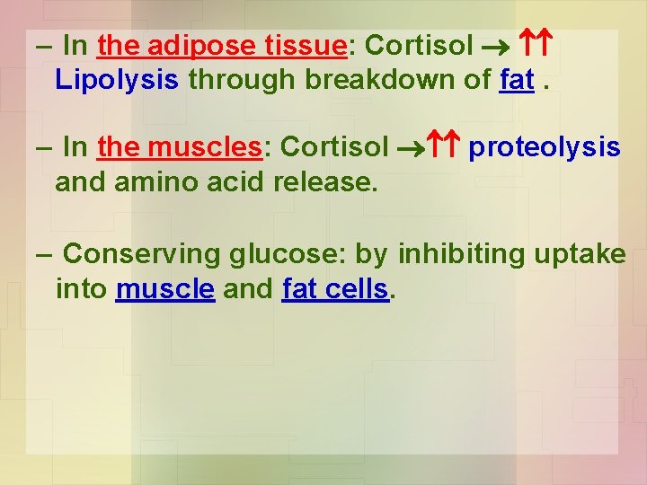 – In the adipose tissue: Cortisol Lipolysis through breakdown of fat. – In the