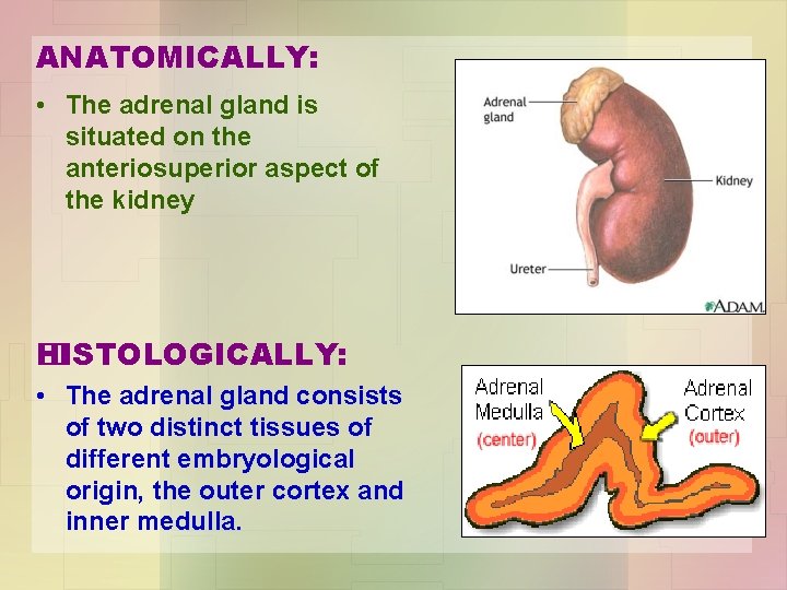 ANATOMICALLY: • The adrenal gland is situated on the anteriosuperior aspect of the kidney