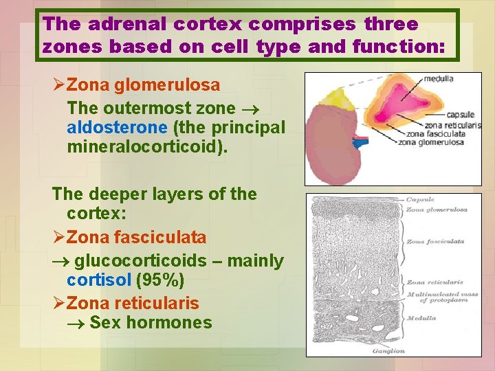 The adrenal cortex comprises three zones based on cell type and function: Ø Zona