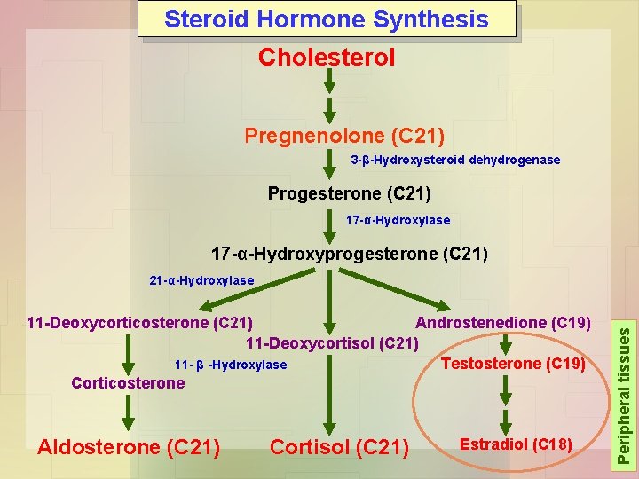 Steroid Hormone Synthesis Cholesterol Pregnenolone (C 21) 3 -β-Hydroxysteroid dehydrogenase Progesterone (C 21) 17