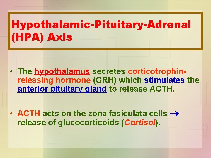 Hypothalamic-Pituitary-Adrenal (HPA) Axis • The hypothalamus secretes corticotrophinreleasing hormone (CRH) which stimulates the anterior