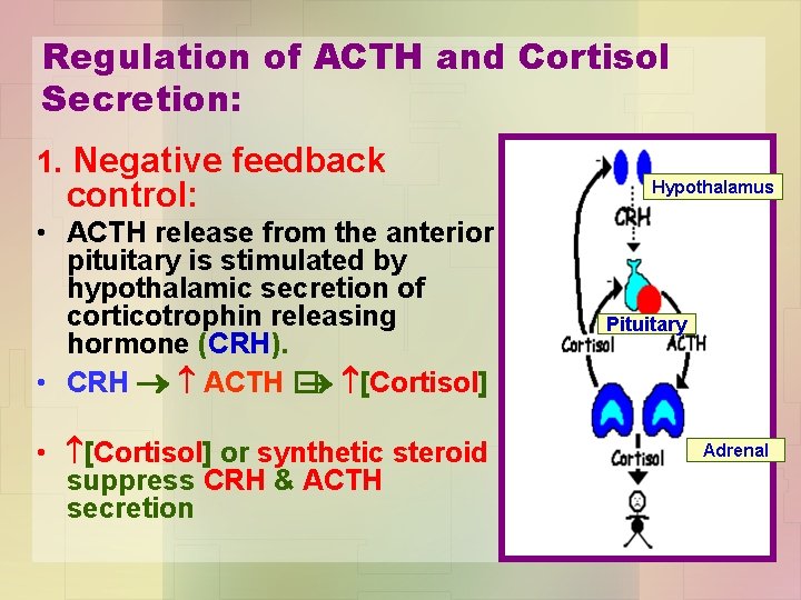 Regulation of ACTH and Cortisol Secretion: 1. Negative feedback control: • ACTH release from