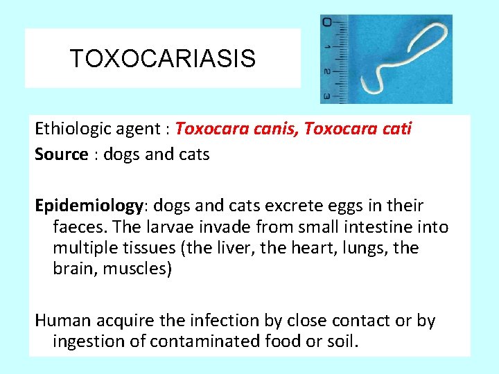 TOXOCARIASIS Ethiologic agent : Toxocara canis, Toxocara cati Source : dogs and cats Epidemiology: