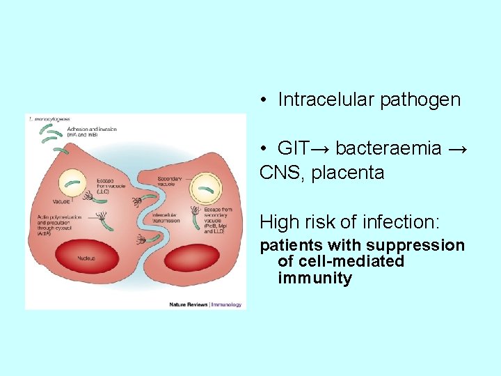  • Intracelular pathogen • GIT→ bacteraemia → CNS, placenta High risk of infection: