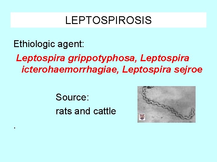 LEPTOSPIROSIS Ethiologic agent: Leptospira grippotyphosa, Leptospira icterohaemorrhagiae, Leptospira sejroe Source: rats and cattle. 