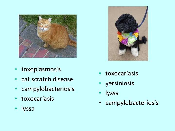  • • • toxoplasmosis cat scratch disease campylobacteriosis toxocariasis lyssa • • toxocariasis