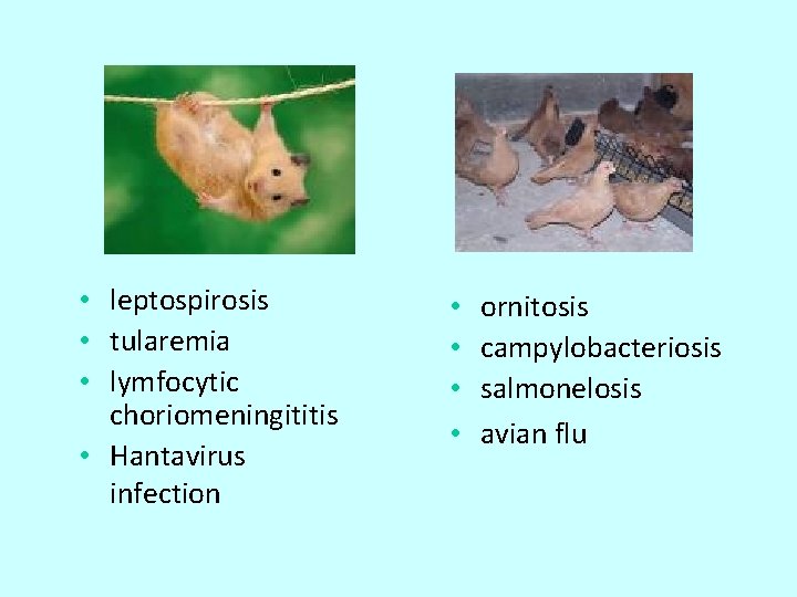  • leptospirosis • tularemia • lymfocytic choriomeningititis • Hantavirus infection • • ornitosis