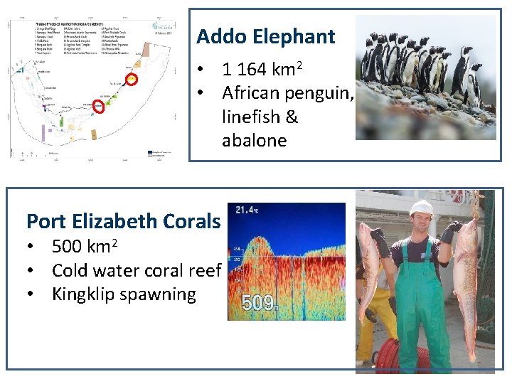 Addo Elephant • 1 164 km 2 • African penguin, linefish & abalone Port