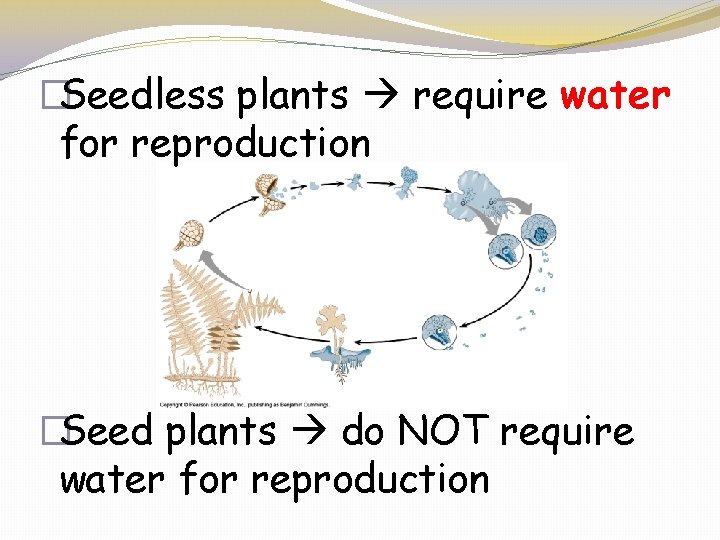 �Seedless plants require water for reproduction �Seed plants do NOT require water for reproduction