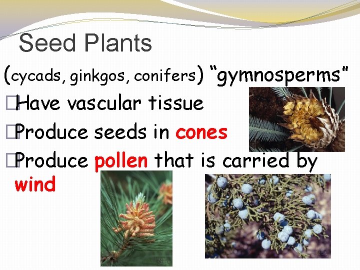 Seed Plants (cycads, ginkgos, conifers) “gymnosperms” �Have vascular tissue �Produce seeds in cones �Produce