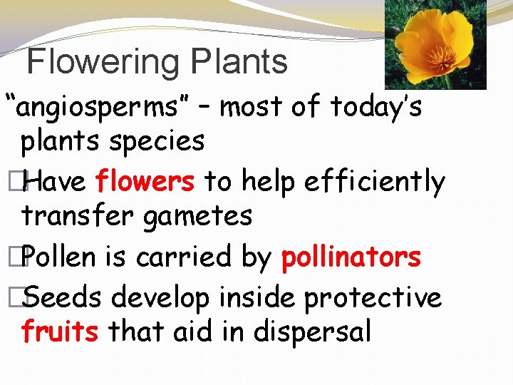 Flowering Plants “angiosperms” – most of today’s plants species �Have flowers to help efficiently