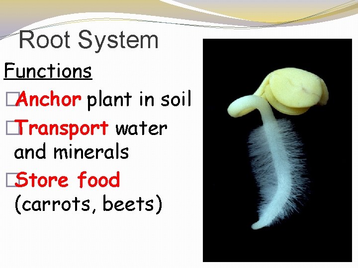 Root System Functions �Anchor plant in soil �Transport water and minerals �Store food (carrots,