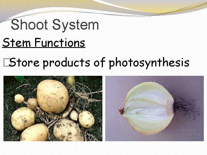 Shoot System Stem Functions �Store products of photosynthesis 