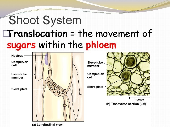 Shoot System �Translocation = the movement of sugars within the phloem 