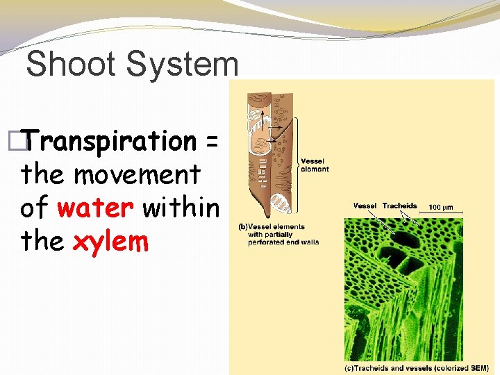 Shoot System �Transpiration = the movement of water within the xylem 