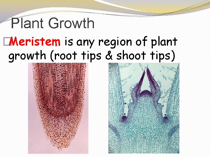 Plant Growth �Meristem is any region of plant growth (root tips & shoot tips)
