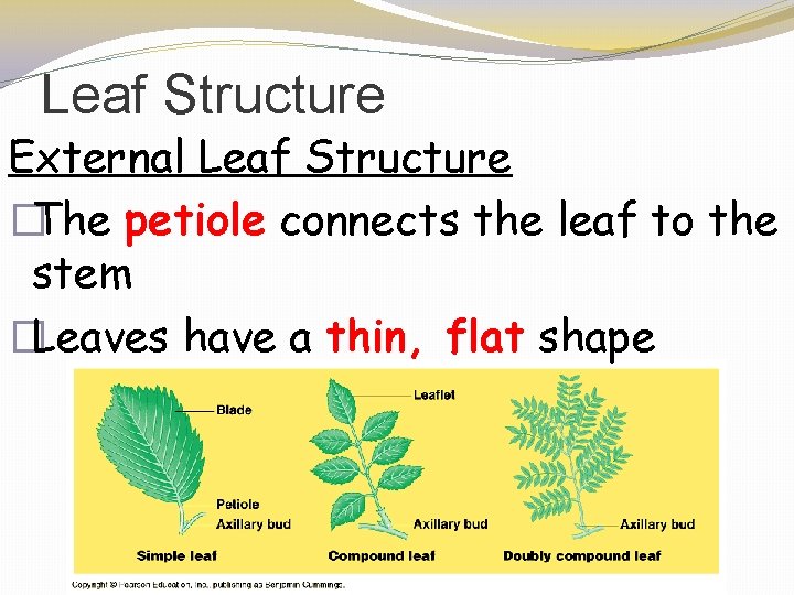 Leaf Structure External Leaf Structure �The petiole connects the leaf to the stem �Leaves