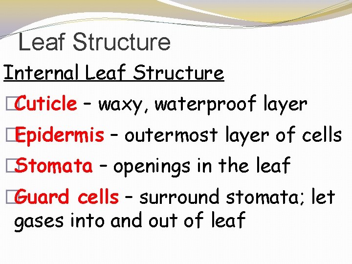 Leaf Structure Internal Leaf Structure �Cuticle – waxy, waterproof layer �Epidermis – outermost layer