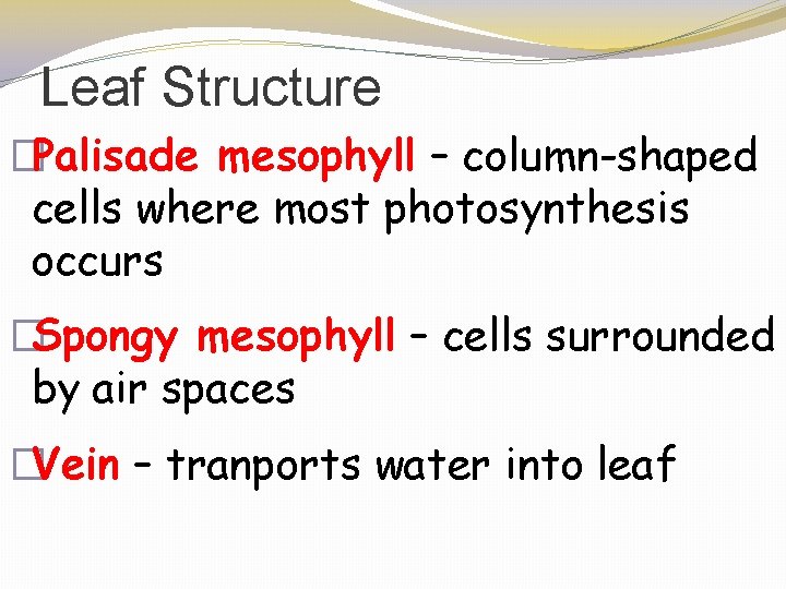 Leaf Structure �Palisade mesophyll – column-shaped cells where most photosynthesis occurs �Spongy mesophyll –