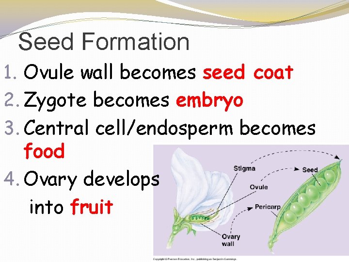 Seed Formation 1. Ovule wall becomes seed coat 2. Zygote becomes embryo 3. Central