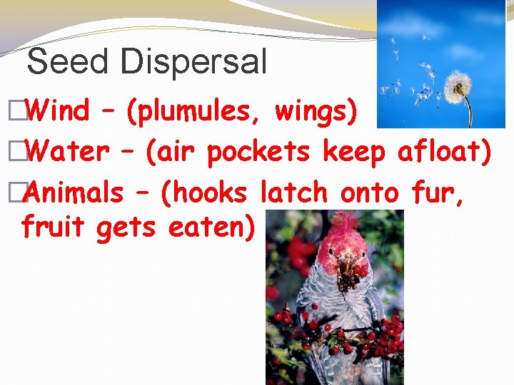 Seed Dispersal �Wind – (plumules, wings) �Water – (air pockets keep afloat) �Animals –