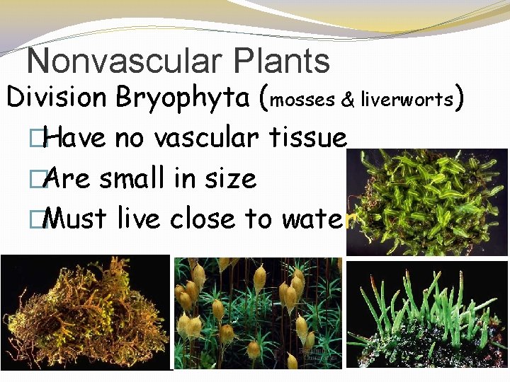 Nonvascular Plants Division Bryophyta (mosses & liverworts) �Have no vascular tissue �Are small in