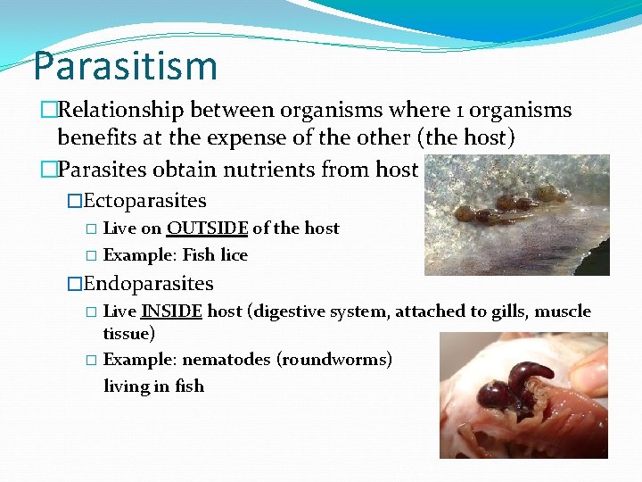 Parasitism �Relationship between organisms where 1 organisms benefits at the expense of the other