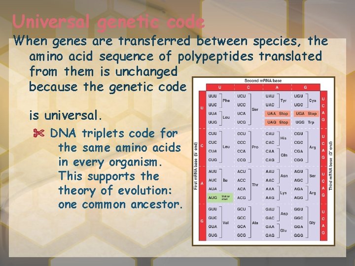 Universal genetic code When genes are transferred between species, the amino acid sequence of