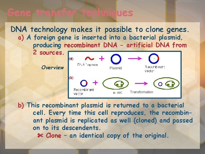 Gene transfer techniques DNA technology makes it possible to clone genes. a) A foreign