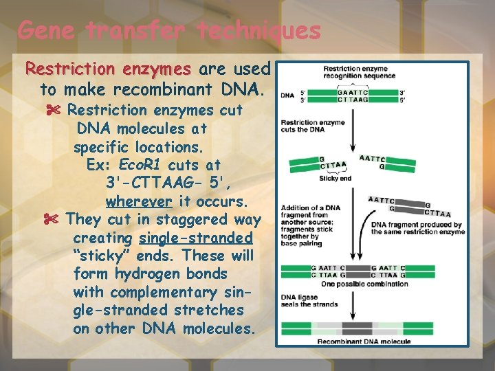 Gene transfer techniques Restriction enzymes are used to make recombinant DNA. ✄ Restriction enzymes